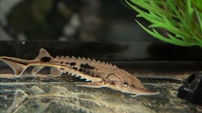 Stugeon in tank